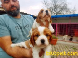 CAVALİER KİNG CHARLES YAVRULARIMIZ 2