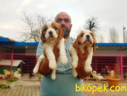 CAVALİER KİNG CHARLES YAVRULARIMIZ 5