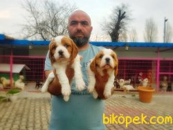CAVALİER KİNG CHARLES YAVRULARIMIZ 1