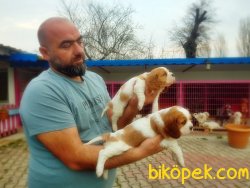 CAVALİER KİNG CHARLES YAVRULARIMIZ 4