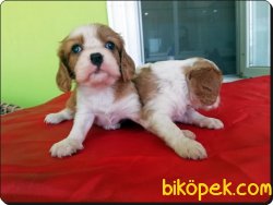 Cavalier King Charles Yavrularımız 5