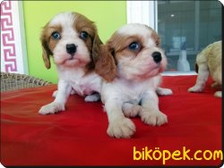 Cavalier King Charles Yavrularımız 4