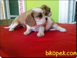 Cavalier King Charles Yavrularımız 2