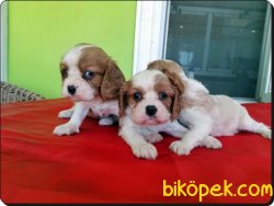 Cavalier King Charles Yavrularımız 1