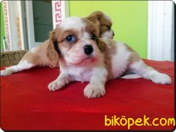 Cavalier King Charles Yavrularımız 3