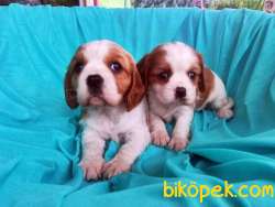En Şirin Cavalier King Charles Yavrularımız 5