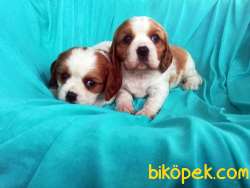 En Şirin Cavalier King Charles Yavrularımız 3