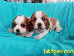 En Şirin Cavalier King Charles Yavrularımız 1