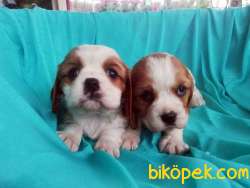 En Şirin Cavalier King Charles Yavrularımız 4
