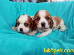 En Şirin Cavalier King Charles Yavrularımız 2