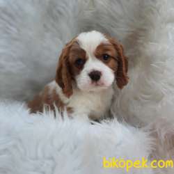 Cavalier King Charles Yavrularımız 3