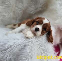 Cavalier King Charles Yavrularımız 2