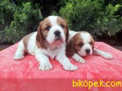 Satılık Cavalier King Charles Yavrularımız Bursa 2