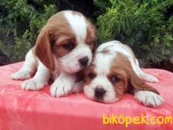 Satılık Cavalier King Charles Yavrularımız Bursa 5