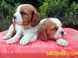 Satılık Cavalier King Charles Yavrularımız Bursa 4