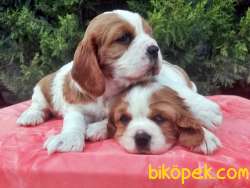 Satılık Cavalier King Charles Yavrularımız Bursa 1