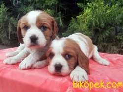 Satılık Cavalier King Charles Yavrularımız Bursa 3