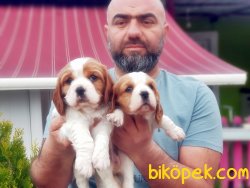 CAVALİER KİNG CHARLES YAVRULARIMIZ TESLİME HAZIR 1