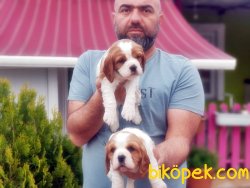 CAVALİER KİNG CHARLES YAVRULARIMIZ TESLİME HAZIR 4