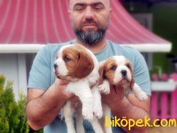 CAVALİER KİNG CHARLES YAVRULARIMIZ TESLİME HAZIR 2