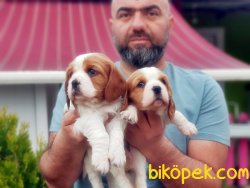 CAVALİER KİNG CHARLES YAVRULARIMIZ TESLİME HAZIR 3