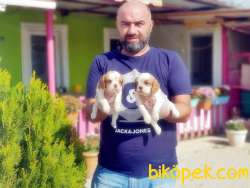 CAVALİER KİNG CHARLES YAVRUSU 1