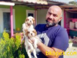 CAVALİER KİNG CHARLES YAVRUSU 2