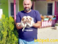 CAVALİER KİNG CHARLES YAVRUSU 4
