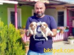 CAVALİER KİNG CHARLES YAVRUSU 5