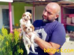 CAVALİER KİNG CHARLES YAVRUSU 3