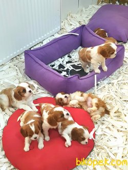 Cavalier Kıng Charlese Yavruları 2