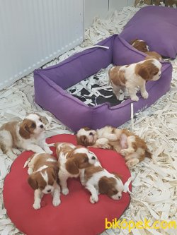 Cavalier Kıng Charlese Yavruları 3