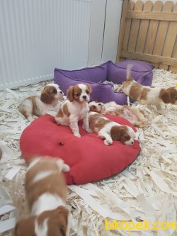 Cavalier Kıng Charlese Yavruları 5