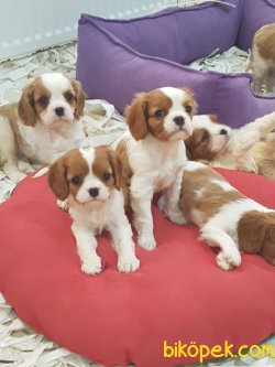 Cavalier Kıng Charlese Yavruları 1