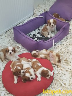 Cavalier Kıng Charlese Yavruları 4