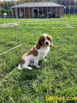 Cavalier Kıng Charlese Yavruları 4