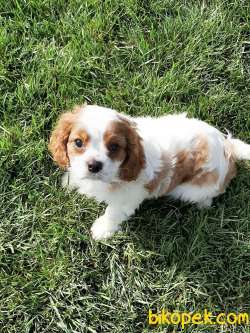 Cavalier Kıng Charlese Yavruları 1