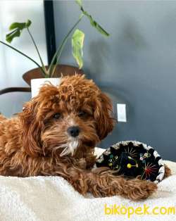 Muhtesem Cavapoo Yavruları 1