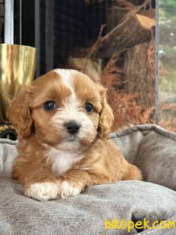 Muhtesem Cavapoo Yavruları 5
