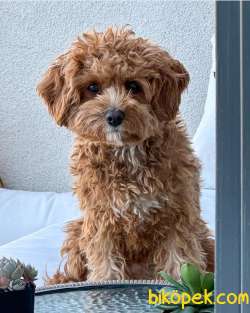 Muhtesem Cavapoo Yavruları 2