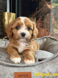Muhtesem Cavapoo Yavruları 4