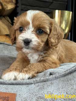 Muhtesem Cavapoo Yavruları 3
