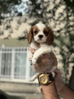 Cavalier Yavrularımız 2