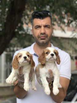 Cavalier Yavrularımız 3