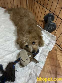 Cavapoo 4 Aylık Boby Sahibini Arıyor 4
