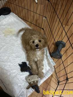 Cavapoo 4 Aylık Boby Sahibini Arıyor 3