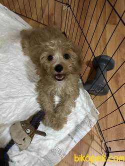 Cavapoo 4 Aylık Boby Sahibini Arıyor 1