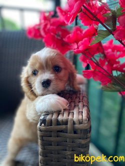 Cavapoo Nadir Bulunan Irk Yavrumuz 3