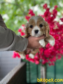 Cavapoo Nadir Bulunan Irk Yavrumuz 1