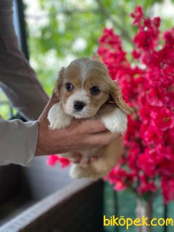 Cavapoo Nadir Bulunan Irk Yavrumuz 2